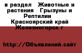  в раздел : Животные и растения » Грызуны и Рептилии . Красноярский край,Железногорск г.